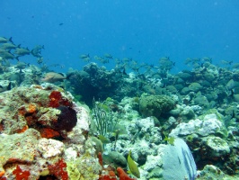 Horseshoe Reef IMG 3032